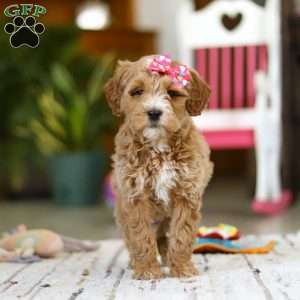 Janice, Mini Goldendoodle Puppy